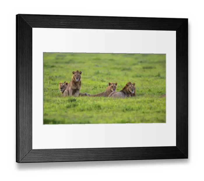 Framed Print : Africa. Tanzania. African lion (Panthera leo) at Ngorongoro crater in the Ngorongoro Framed Print : Africa. Tanzania. African lion (Panthera leo) at Ngorongoro crater in the Ngorongoro