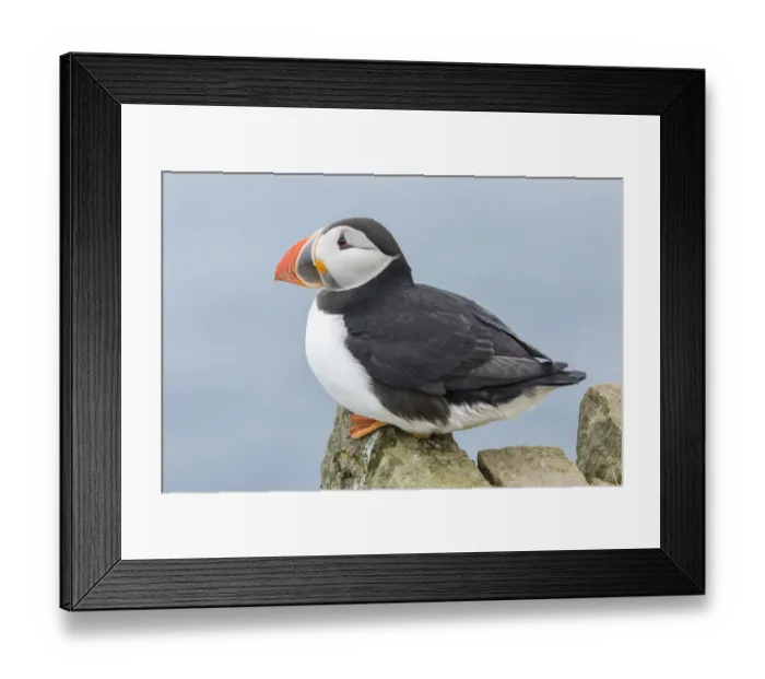 Framed Print : Atlantic Puffin (Fratercula arctica) in a puffinry on Mykines, part of the Faroe Framed Print : Atlantic Puffin (Fratercula arctica) in a puffinry on Mykines, part of the Faroe