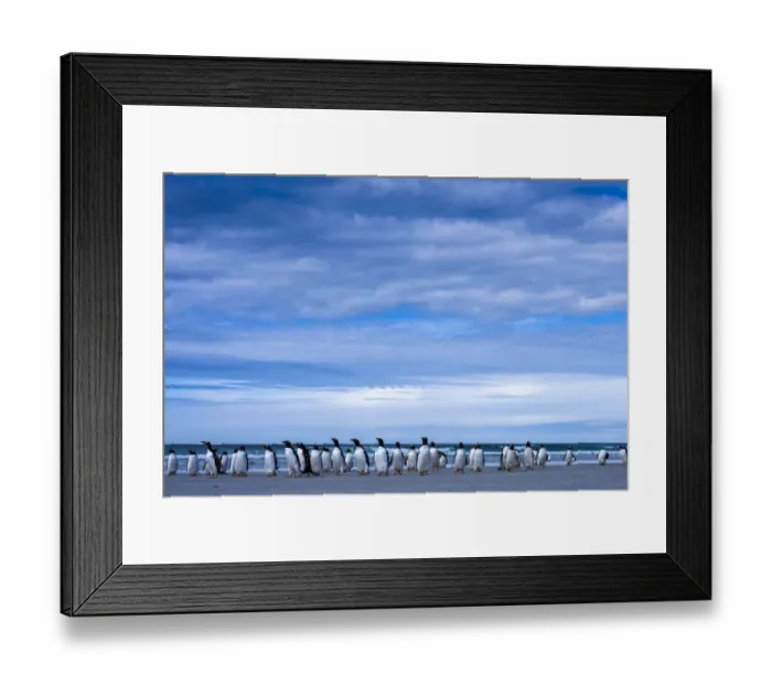 Framed Print : Antarctic, gentoo penguin group Framed Print : Antarctic, gentoo penguin group