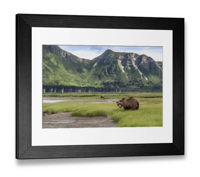 Framed Print : North America, USA, Alaska, Katmai National Park, Hallo Bay. Coastal Brown Bear, Grizzly Framed Print : North America, USA, Alaska, Katmai National Park, Hallo Bay. Coastal Brown Bear, Grizzly