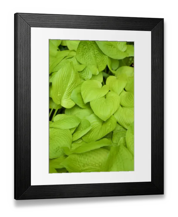 Framed Print : Canada, Quebec, Montreal: at the Botanical Garden