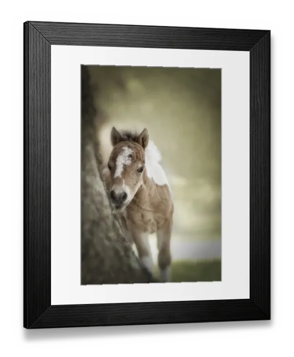 Framed Print : Baby Miniature horse paint colt