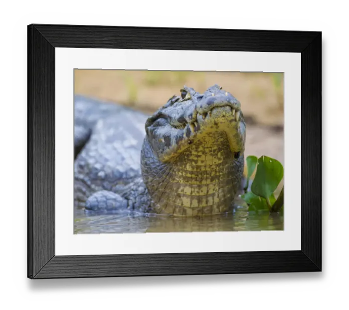 Framed Print : South America. Brazil. A spectacled caiman (Caiman crocodilus) commonly found in the Pantanal Framed Print : South America. Brazil. A spectacled caiman (Caiman crocodilus) commonly found in the Pantanal