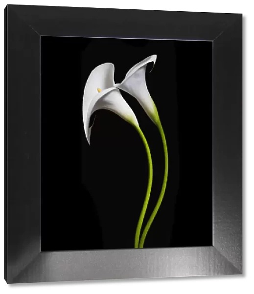 USA, California. Two calla lily flowers. Credit as: Dennis Flaherty  /  Jaynes Gallery