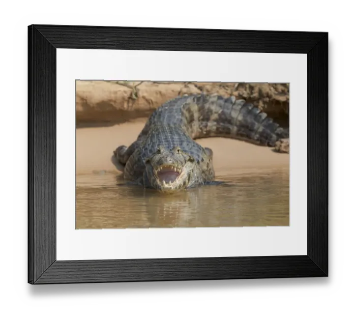 Framed Print : South America, Brazil, The Pantanal, black caiman, Caiman niger Framed Print : South America, Brazil, The Pantanal, black caiman, Caiman niger