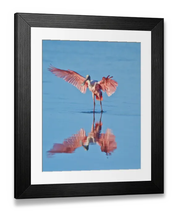 Framed Print : North America, USA, Florida, Sanibel Island, Ding Darling NWR, Roseate Spoonbill Framed Print : North America, USA, Florida, Sanibel Island, Ding Darling NWR, Roseate Spoonbill