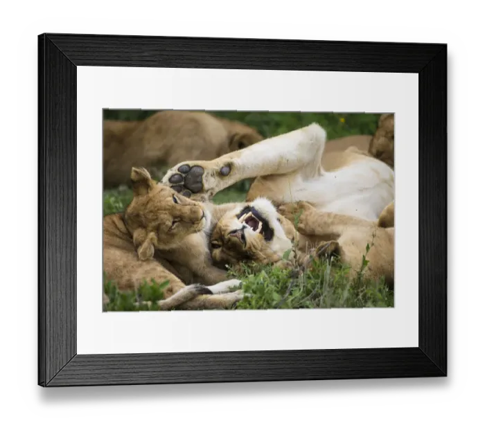 Framed Print : Africa. Tanzania. African lions (Panthera leo) at Ndutu in Serengeti NP Framed Print : Africa. Tanzania. African lions (Panthera leo) at Ndutu in Serengeti NP