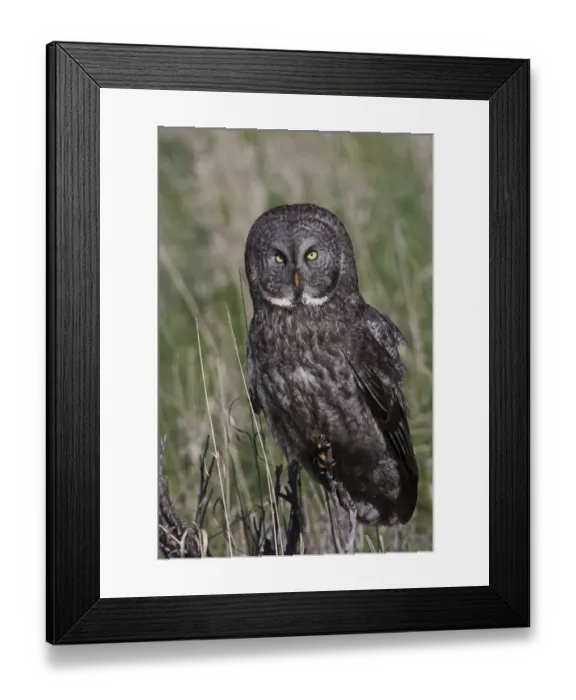 Framed Print : Great Gray Owl Framed Print : Great Gray Owl