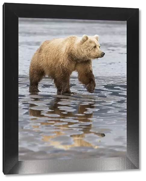 USA, Alaska. A female grizzly bear, ursus arctos horribilis, walks along the tidal