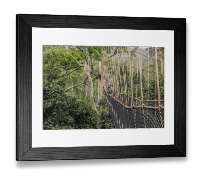 Framed Print : Traversing the 7 bridges high in the canopy of Kakum National Forest Framed Print : Traversing the 7 bridges high in the canopy of Kakum National Forest