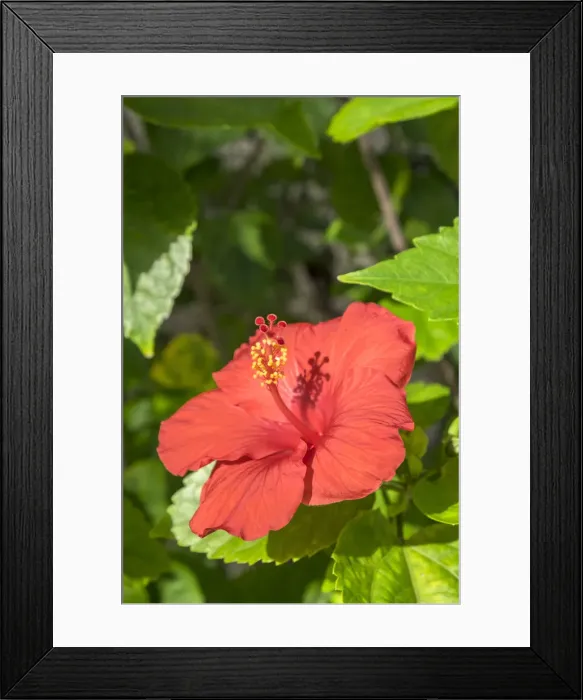 Framed Print : Hibiscus, New Smyrna Beach, Florida, USA