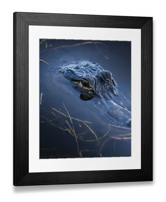 Framed Print : Young American Alligator, Merritt Island NWR, Florida Framed Print : Young American Alligator, Merritt Island NWR, Florida