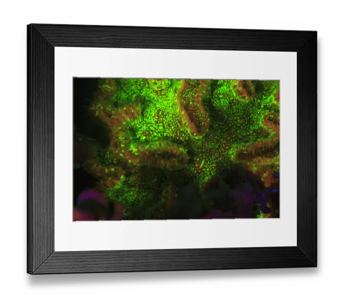 Framed Print : Night dive at Barrier Reef near Saint Georges Caye, Fluorescence emitted at night Framed Print : Night dive at Barrier Reef near Saint Georges Caye, Fluorescence emitted at night