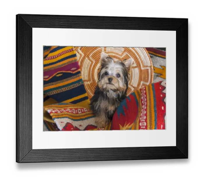 Framed Print : Yorkshire Terrier sitting on Southwestern blankets Framed Print : Yorkshire Terrier sitting on Southwestern blankets