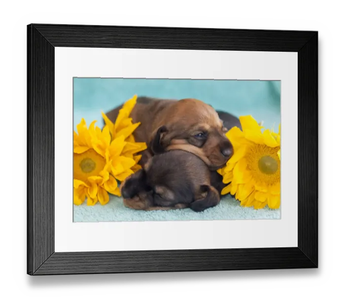 Framed Print : Doxen Puppies sleeping MR Framed Print : Doxen Puppies sleeping MR