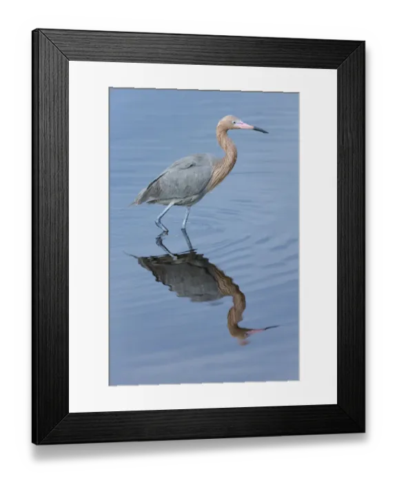 Framed Print : Reddish egret, Egretta rufescens, Merritt Island NWR, Florida, USA Framed Print : Reddish egret, Egretta rufescens, Merritt Island NWR, Florida, USA