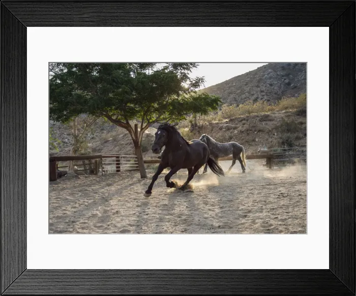 Framed Print : Horsing around Framed Print : Horsing around