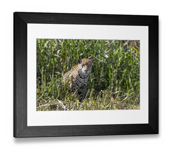 Framed Print : South America, Brazil, The Pantanal, Rio Cuiaba, jaguar, Panthera onca Framed Print : South America, Brazil, The Pantanal, Rio Cuiaba, jaguar, Panthera onca