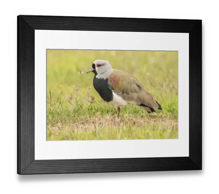 Framed Print : South America, Chile, Patagonia. Southern lapwing close-up Framed Print : South America, Chile, Patagonia. Southern lapwing close-up
