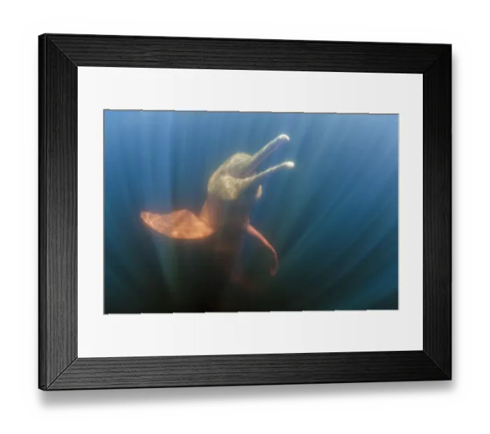 Framed Print : Amazon river dolphins, Amazonas, Brazil Framed Print : Amazon river dolphins, Amazonas, Brazil