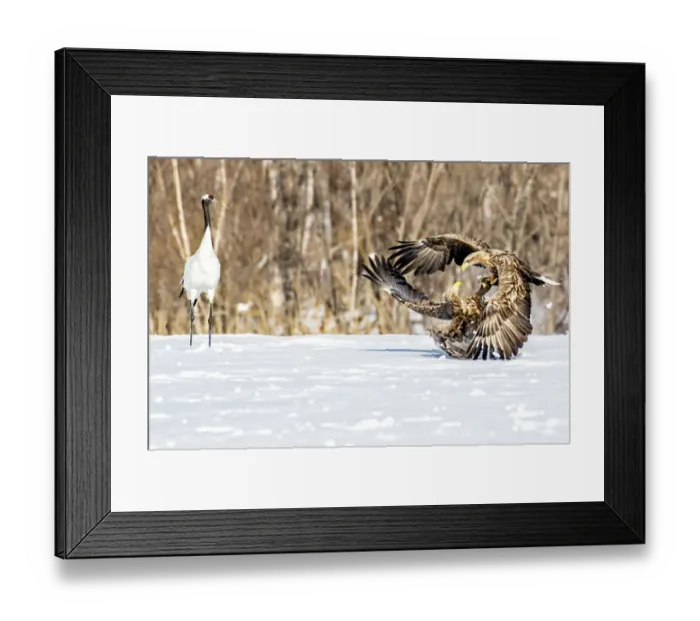 Framed Print : Japan, Hokkaido, Fighting Eagles