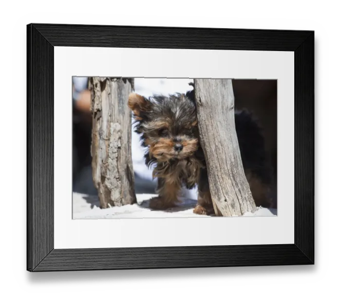 Framed Print : Yorkshire Terrier Puppy sitting Framed Print : Yorkshire Terrier Puppy sitting