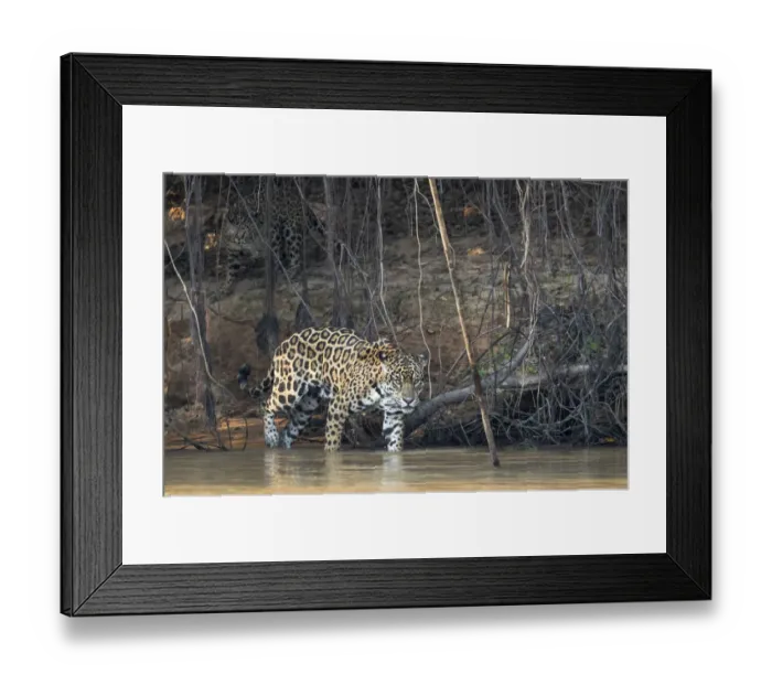 Framed Print : South America, Brazil, The Pantanal, Rio Cuiaba, jaguar, Panthera onca. A female jaguar Framed Print : South America, Brazil, The Pantanal, Rio Cuiaba, jaguar, Panthera onca. A female jaguar