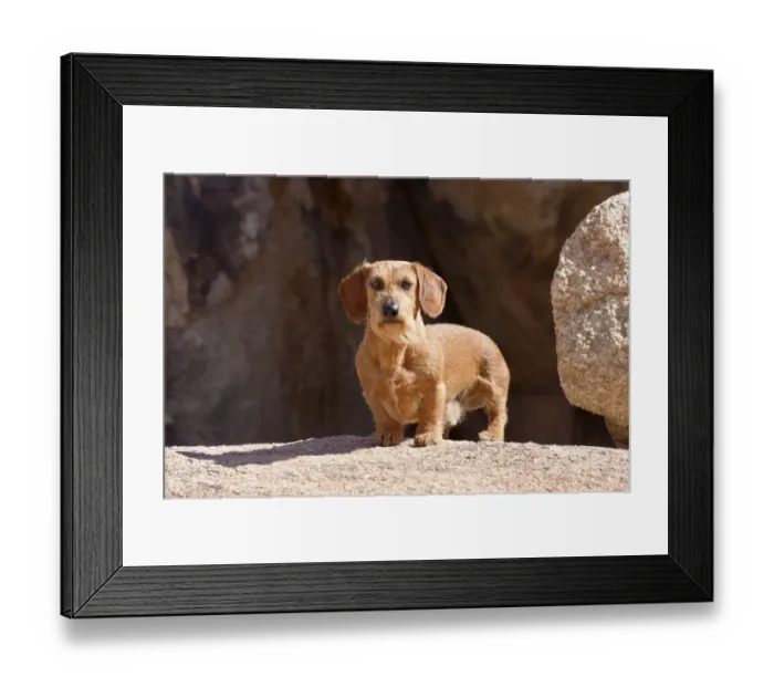 Framed Print : Doxen on boulders MR Framed Print : Doxen on boulders MR