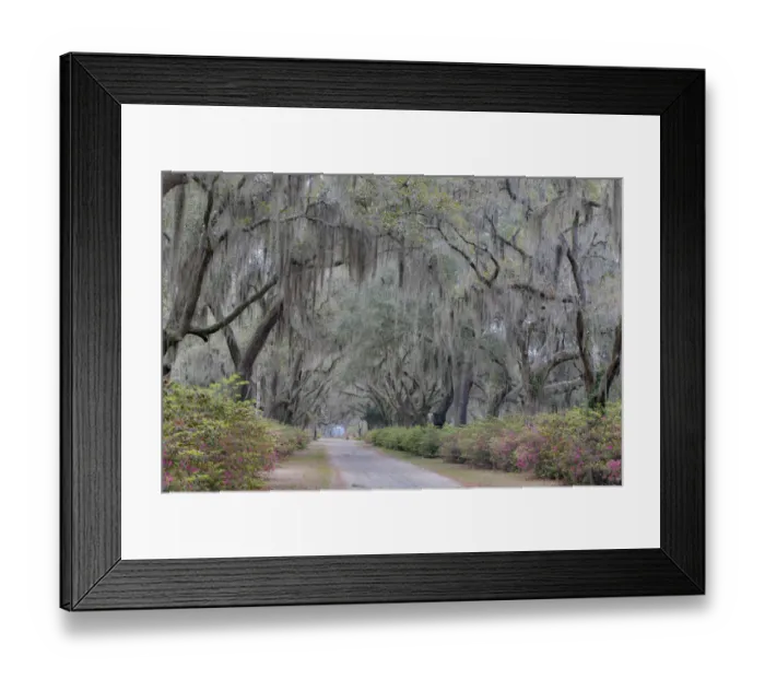 Framed Print : Oak lined lane and azeleas in Bonaventure Cemetery Savannah, Georgia Framed Print : Oak lined lane and azeleas in Bonaventure Cemetery Savannah, Georgia