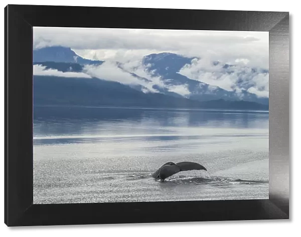 USA, Alaska, Tongass National Forest. Humpback whale diving