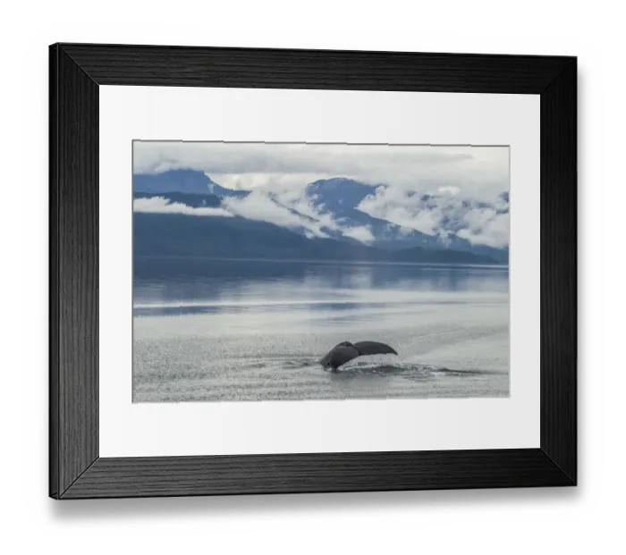 Framed Print : USA, Alaska, Tongass National Forest. Humpback whale diving Framed Print : USA, Alaska, Tongass National Forest. Humpback whale diving