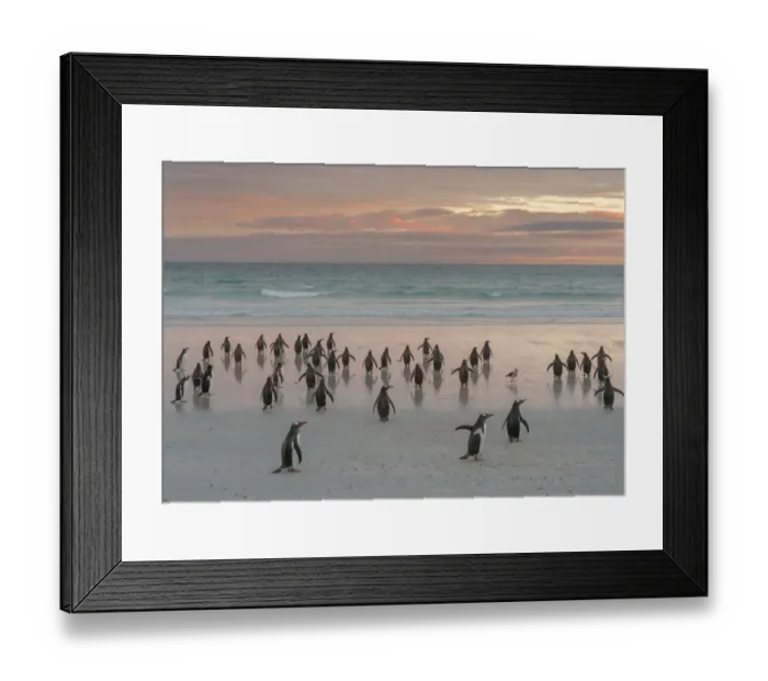Framed Print : Gentoo Penguin (Pygoscelis papua), Falkland Islands. South America, Falkland Islands Framed Print : Gentoo Penguin (Pygoscelis papua), Falkland Islands. South America, Falkland Islands