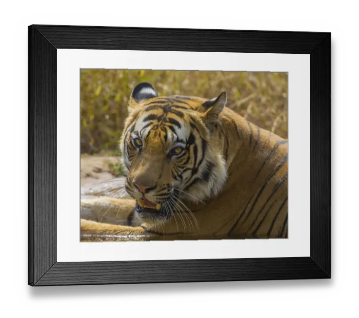 Framed Print : Asia. India. Male Bengal tiger (Pantera tigris tigris) enjoys the cool of a water