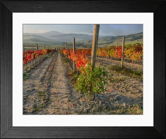 Framed Print : Europe; Italy; San Quirico; Autumn Vinyards in full color near San Quirico Framed Print : Europe; Italy; San Quirico; Autumn Vinyards in full color near San Quirico