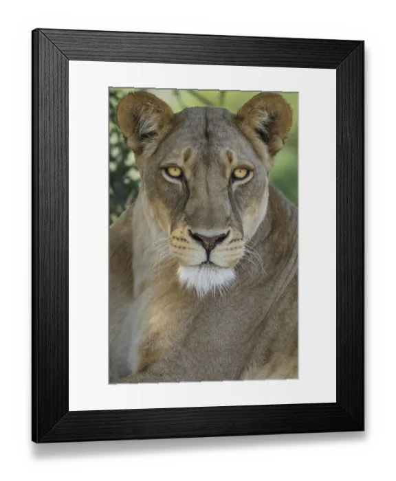 Framed Print : African lion, Mashatu Reserve, Botswana Framed Print : African lion, Mashatu Reserve, Botswana