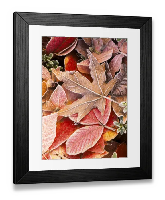 Framed Print : Autumn leaves on the ground, covered in frost Framed Print : Autumn leaves on the ground, covered in frost