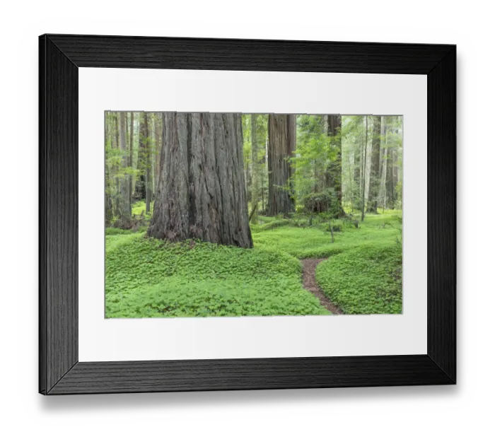 Framed Print : USA, California, Humbodlt Redwoods State Park Framed Print : USA, California, Humbodlt Redwoods State Park
