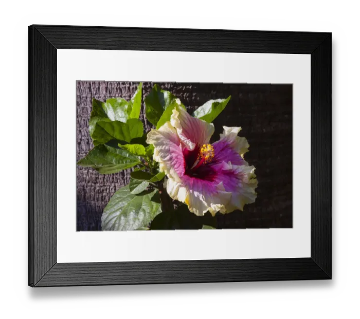 Framed Print : Hybiscus Flower, California Framed Print : Hybiscus Flower, California