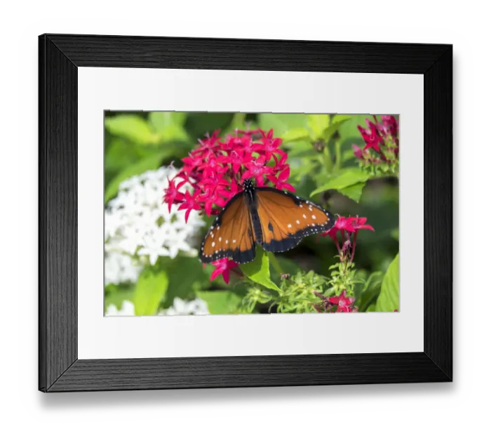 Framed Print : Queen butterfly, red Pentas, USA