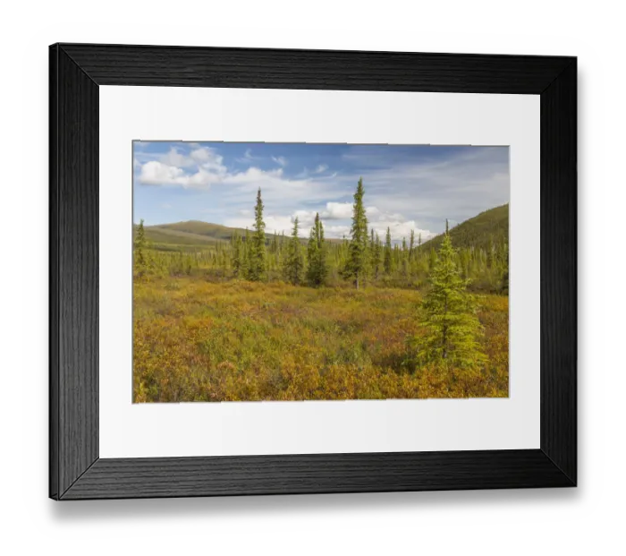 Framed Print : USA, Alaska, Steese Highway. Subalpine tundra landscape
