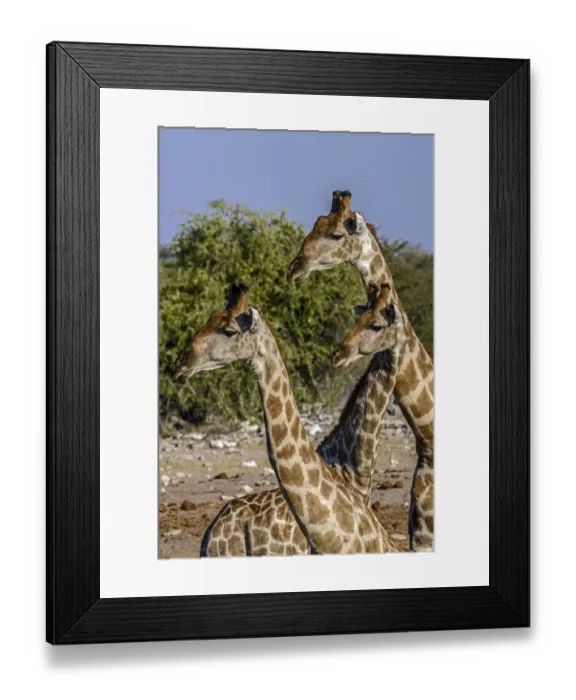 Framed Print : Etosha National Park, Namibia, Africa. Three Angolan Giraffe Framed Print : Etosha National Park, Namibia, Africa. Three Angolan Giraffe