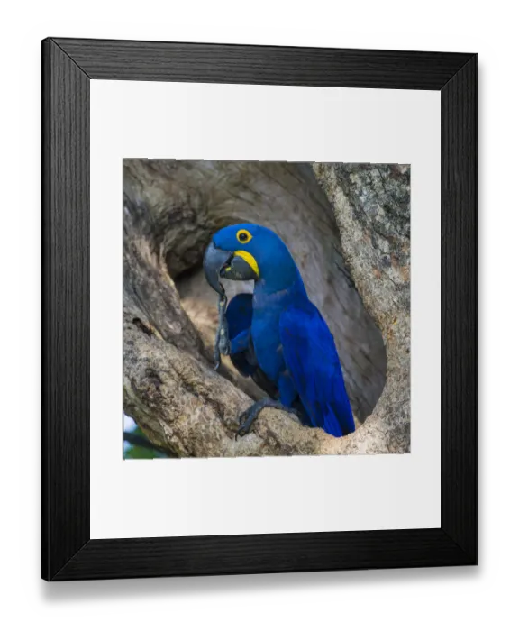 Framed Print : South America. Brazil. Hyacynth macaw (Anodorhynchus hyacinthinus), a vulnerable species of parrot