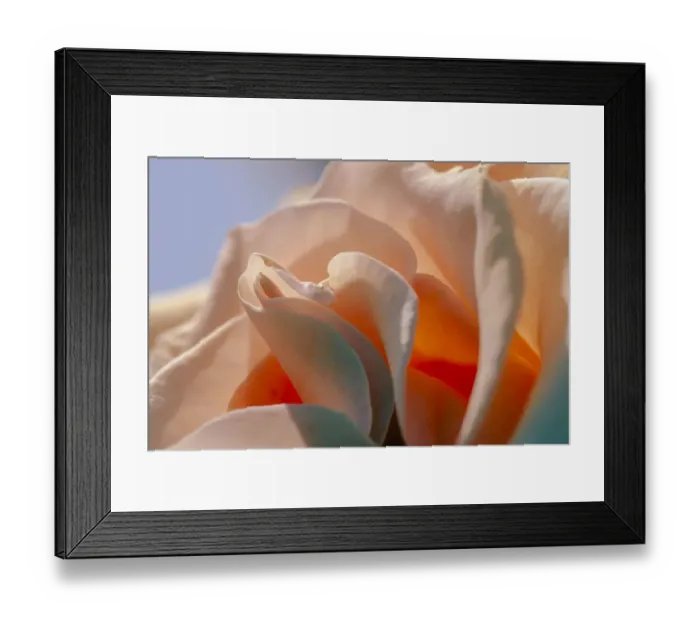 Framed Print : A rose opening up Framed Print : A rose opening up