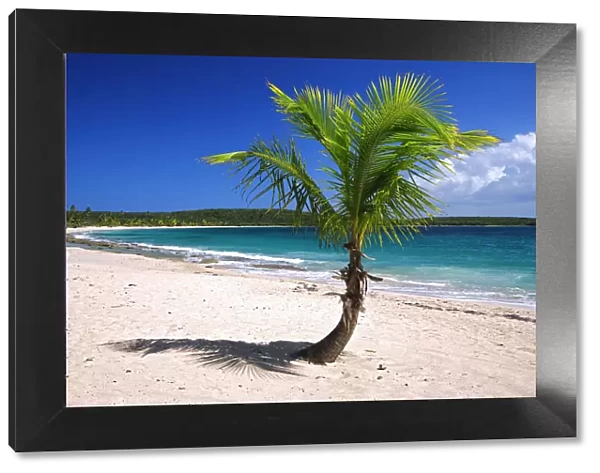 Caribbean, Puerto Rico, Vieques. Lone coconut palm on Red Beach