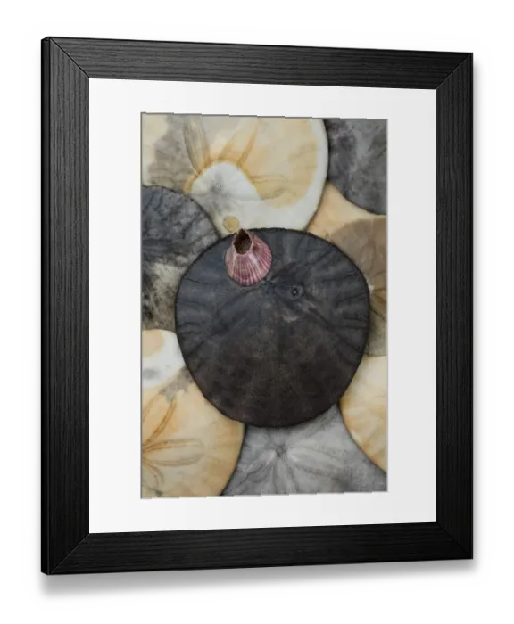 Framed Print : USA, California. Barnacle and sand dollars on beach Framed Print : USA, California. Barnacle and sand dollars on beach
