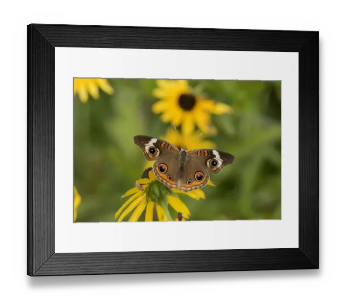 Framed Print : 03411-01208 Common Buckeye (Junonia coenia) on Black-eyed Susans (Rudbeckia hirta) Marion Co