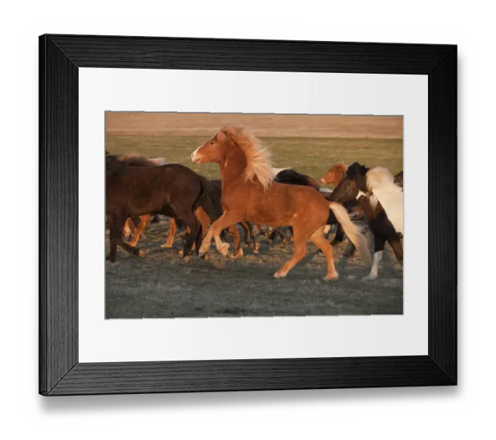 Framed Print : Iceland. Running Icelandic horses at sunset