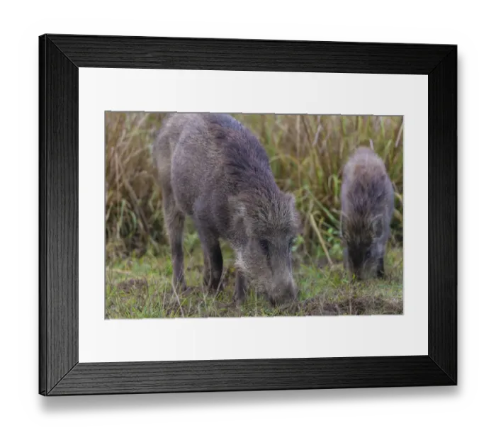 Framed Print : Asia. India. Indian boar (Sus scrofa cristatus) at Kanha Tiger reserve Framed Print : Asia. India. Indian boar (Sus scrofa cristatus) at Kanha Tiger reserve