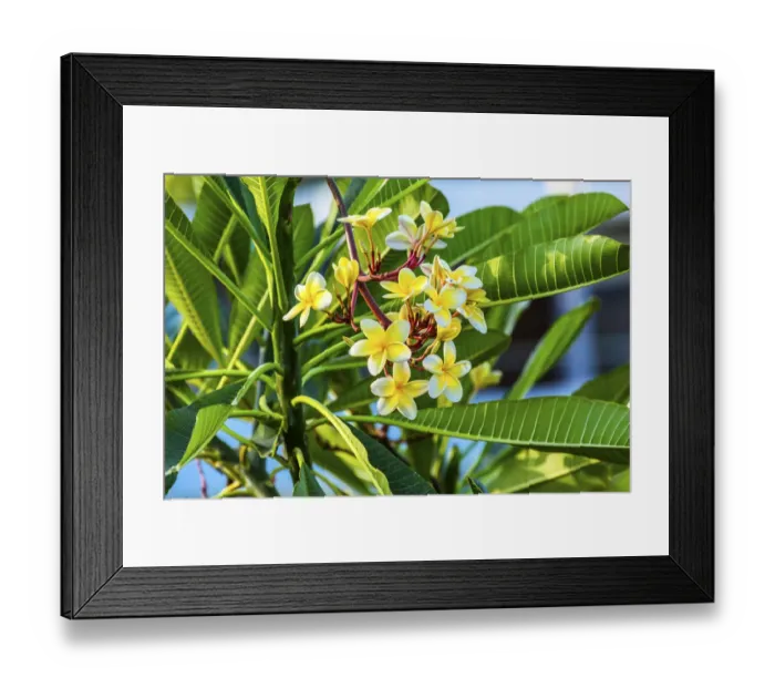 Framed Print : Plumeria Frangipini Blossums Flowers Sea of Galilee Israel. Used to make flower leis in Hawai Framed Print : Plumeria Frangipini Blossums Flowers Sea of Galilee Israel. Used to make flower leis in Hawai