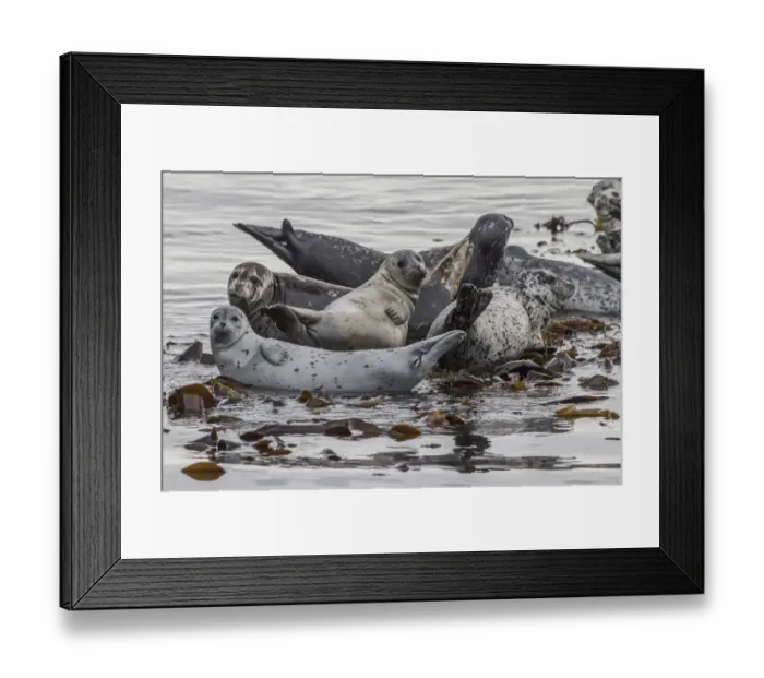 Framed Print : North America, USA, Alaska, Katmai National Park Framed Print : North America, USA, Alaska, Katmai National Park